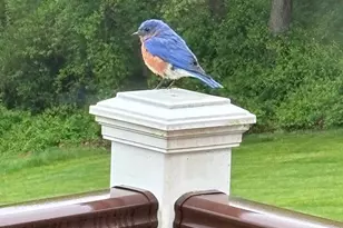 3239 Dry Branch Rd, White Hall, MD 21161 - Photo 56