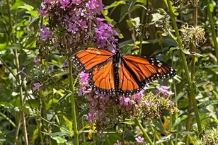 10895 Beech Creek Dr, Columbia, MD 21044 - Photo 6