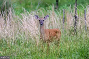 1105 Verbena Ct, Silver Spring, MD 20906 - Photo 76