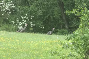 14612 Fairacres Rd, Silver Spring, MD 20905 - Photo 48