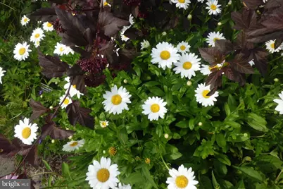 3808 Delano Street, Silver Spring, MD 20902 - Photo 10