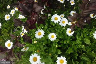 3808 Delano St, Silver Spring, MD 20902 - Photo 10