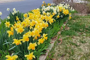 5612 Oak Pl, Bethesda, MD 20817 - Photo 54