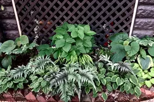 7402 Maple Ave, Takoma Park, MD 20912 - Photo 38