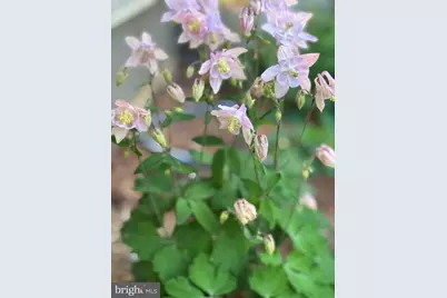 11504 Alcinda Lane, North Potomac, MD 20878 - Photo 36