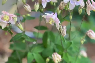 11504 Alcinda Ln, North Potomac, MD 20878 - Photo 36