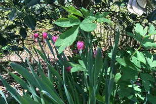 8008 Aberdeen Rd, Bethesda, MD 20814 - Photo 42