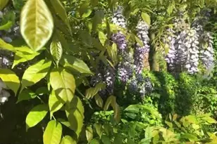 3528 Hamlet Pl, Chevy Chase, MD 20815 - Photo 62