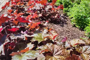 16240 Connors Wy, Rockville, MD 20855 - Photo 46