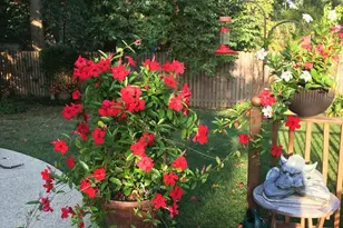 1017 Windmill Ln, Silver Spring, MD 20905 - Photo 6