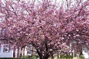 4920 Bradley Blvd, Chevy Chase, MD 20815 - Photo 28