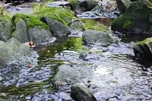 12605 Bluhill Rd, Silver Spring, MD 20906 - Photo 4