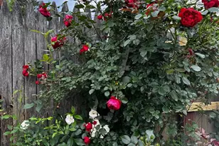 17736 Larchmont Terrace, Gaithersburg, MD 20877 - Photo 32