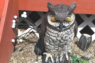 11321 College View Dr, Silver Spring, MD 20902 - Photo 50