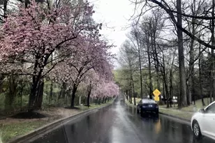 12228 Tildenwood Dr, Rockville, MD 20852 - Photo 52