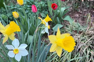 1611 Noyes Dr, Silver Spring, MD 20910 - Photo 34