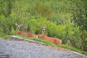 14008 Loblolly Terrace, Rockville, MD 20850 - Photo 28