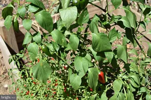 4318 Newton St, Brentwood, MD 20722 - Photo 12