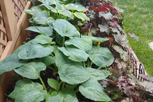 7906 Esther Dr, Oxon Hill, MD 20745 - Photo 64