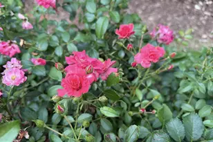 8 Southway, Greenbelt, MD 20770 - Photo 36