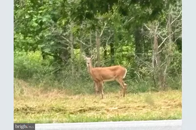 241 White Marsh Road, Centreville, MD 21617 - Photo 44