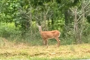 241 White Marsh Rd, Centreville, MD 21617 - Photo 44