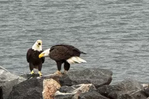 522 Narrows Pointe Dr, Grasonville, MD 21638 - Photo 68