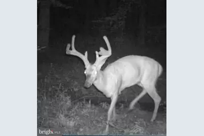 Big Woods Road, Church Hill, MD 21623 - Photo 18