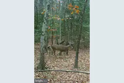 Big Woods Road, Church Hill, MD 21623 - Photo 4