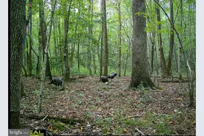 Big Woods Road, Church Hill, MD 21623 - Photo 10