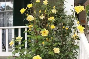 126 S Commerce St, Centreville, MD 21617 - Photo 4