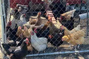 2649 Roberts Station Rd, Ingleside, MD 21644 - Photo 50