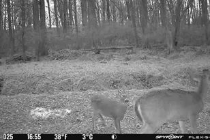 420 Duhamel Corner Rd, Marydel, MD 21649 - Photo 92