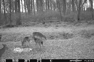 420 Duhamel Corner Rd, Marydel, MD 21649 - Photo 90