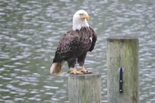 38884 Collinwood Dr, Abell, MD 20606 - Photo 46