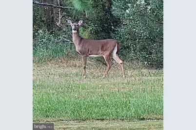 27351 Phoenix Church Road, Marion Station, MD 21838 - Photo 42