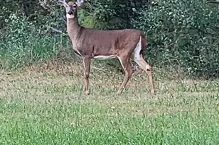 27351 Phoenix Church Rd, Marion Station, MD 21838 - Photo 42