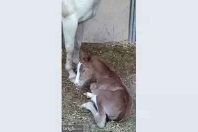 14135 Cooley Road, Princess Anne, MD 21853 - Photo 14