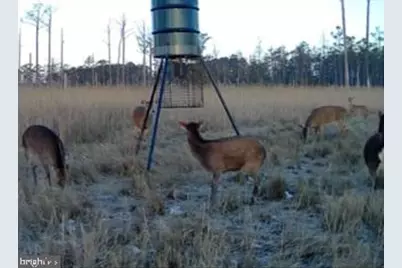 007 Mt. Vernon Road, Princess Anne, MD 21853 - Photo 48