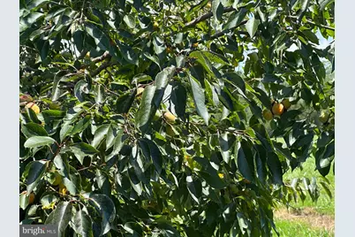 0 Rumbly Point Road, Marion Station, MD 21838 - Photo 16