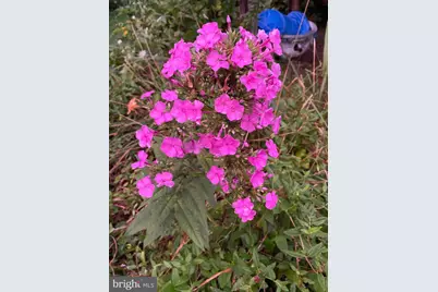 221 S Harrison Street, Easton, MD 21601 - Photo 46