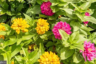 9540 Wedge Way, Delmar, MD 21875 - Photo 66