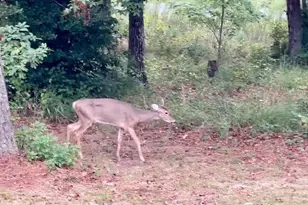 8292 Democracy Dr, Parsonsburg, MD 21849 - Photo 78