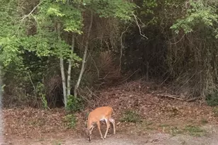 8292 Democracy Dr, Parsonsburg, MD 21849 - Photo 76