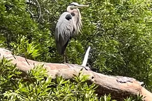 8566 N Longboat Way, Berlin, MD 21811 - Photo 94