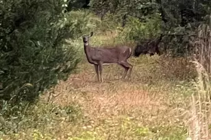 11221 Bristersburg Rd, Catlett, VA 20119 - Photo 68