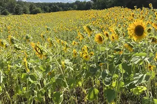 11221 Bristersburg Rd, Catlett, VA 20119 - Photo 4