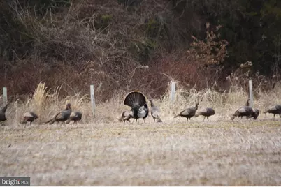 11221 Bristersburg Road, Catlett, VA 20119 - Photo 66