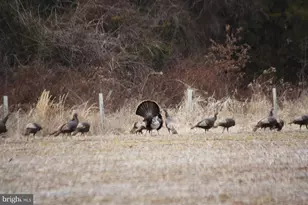 11221 Bristersburg Rd, Catlett, VA 20119 - Photo 66