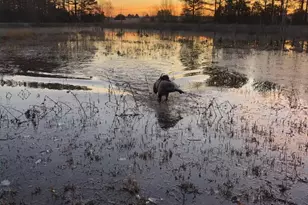 11221 Bristersburg Rd, Catlett, VA 20119 - Photo 64
